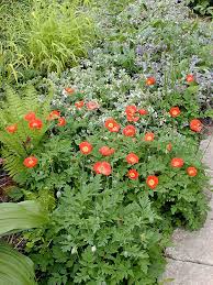 Image result for Meconopsis cambrica