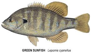 Image result for Lepomis cyanellus
