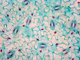 Attēlu rezultāti vaicājumam “Vicia faba leaf”