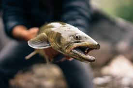 Image result for Salvelinus confluentus