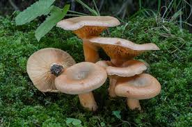 Attēlu rezultāti vaicājumam “Lactarius deterrimus”