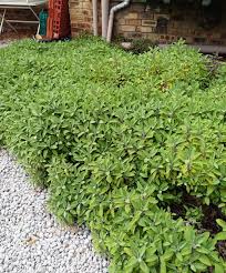 Attēlu rezultāti vaicājumam “Salvia officinalis”