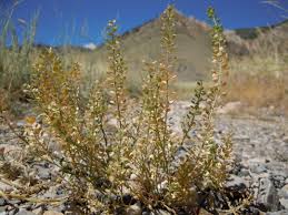 Attēlu rezultāti vaicājumam “Lepidium densiflorum”