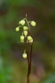 Attēlu rezultāti vaicājumam “Pyrola minor bud”