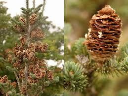 Attēlu rezultāti vaicājumam “Abies balsamea”