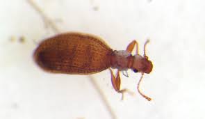 Attēlu rezultāti vaicājumam “Latridiidae”