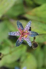 Image result for Tricyrtis `Black Beauty`