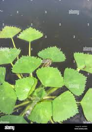 Attēlu rezultāti vaicājumam “Trapaceae”