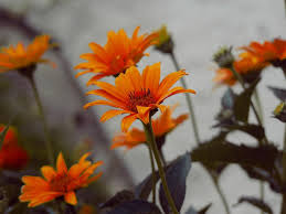 Image result for Heliopsis scabra