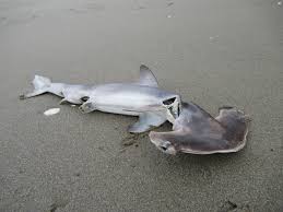 Image result for Sphyrna zygaena