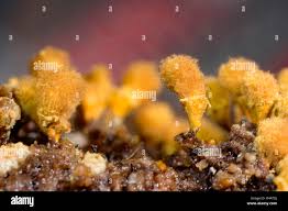 Attēlu rezultāti vaicājumam “Hemitrichia clavata young”