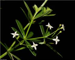 Attēlu rezultāti vaicājumam “Galium elongatum leaf”