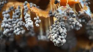 Attēlu rezultāti vaicājumam “Badhamia utricularis”