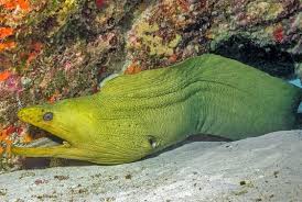 Image result for Gymnothorax funebris