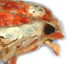 Attēlu rezultāti vaicājumam “Rhyacionia pinicolana”