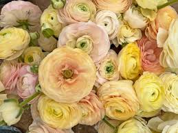 Attēlu rezultāti vaicājumam “Ranunculus mendax flower”