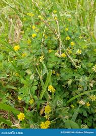 Attēlu rezultāti vaicājumam “Trifolium dubium leaf”