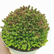 Attēlu rezultāti vaicājumam “Sedum sexangulare”