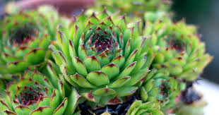 Image result for echtes Hauswurz