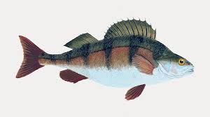 Image result for Perca fluviatilis