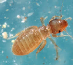 Attēlu rezultāti vaicājumam “Liceaceae”