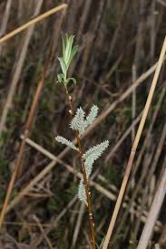 Attēlu rezultāti vaicājumam “Salix”
