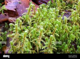 Attēlu rezultāti vaicājumam “Rhytidiadelphus triquetrus sporophyte”