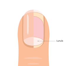 Image result for lunula nail