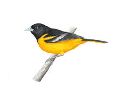 Image result for Icterus galbula