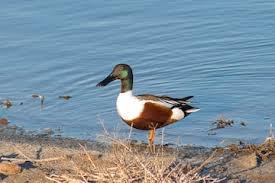 Attēlu rezultāti vaicājumam “Anas clypeata male”