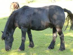 Image result for Palmers Riding Stables