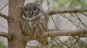 Image result for Aegolius funereus