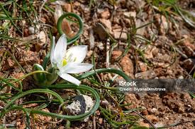Attēlu rezultāti vaicājumam “Ornithogalum umbellatum flower”