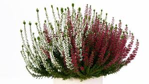 Attēlu rezultāti vaicājumam “Calluna vulgaris fruit”