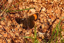 Attēlu rezultāti vaicājumam “Thecla betulae underside”