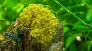 Attēlu rezultāti vaicājumam “Cribraria ferruginea stalked”