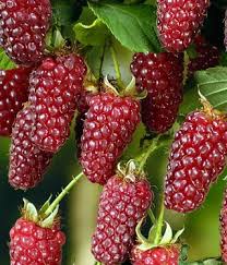 Attēlu rezultāti vaicājumam “Rubus illecebrosus fruit”