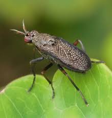 Attēlu rezultāti vaicājumam “Coremacera marginata”