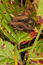 Attēlu rezultāti vaicājumam “Lacerta vivipara juvenile”