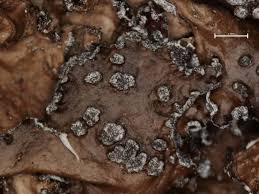 Attēlu rezultāti vaicājumam “Tuckermannopsis chlorophylla”