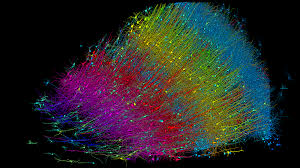 Image result for map of the brain