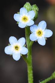 Attēlu rezultāti vaicājumam “Myosotis laxa subsp. baltica flower”