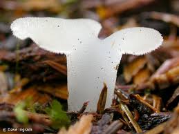 Attēlu rezultāti vaicājumam “Pseudohydnum gelatinosum”