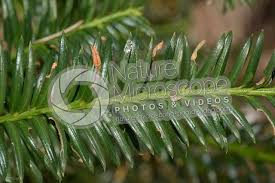 Attēlu rezultāti vaicājumam “Taxus baccata leaf”