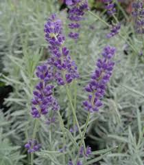 Attēlu rezultāti vaicājumam “Lavandula angustifolia”