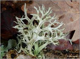 Attēlu rezultāti vaicājumam “Evernia prunastri”