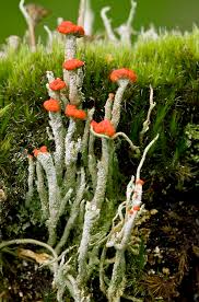 Attēlu rezultāti vaicājumam “Cladonia floerkeana”