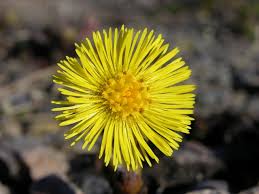 Attēlu rezultāti vaicājumam “Tussilago farfara”