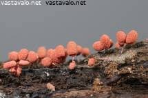 Attēlu rezultāti vaicājumam “Arcyria affinis young”