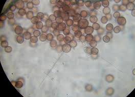 Attēlu rezultāti vaicājumam “Fuligo candida macro”